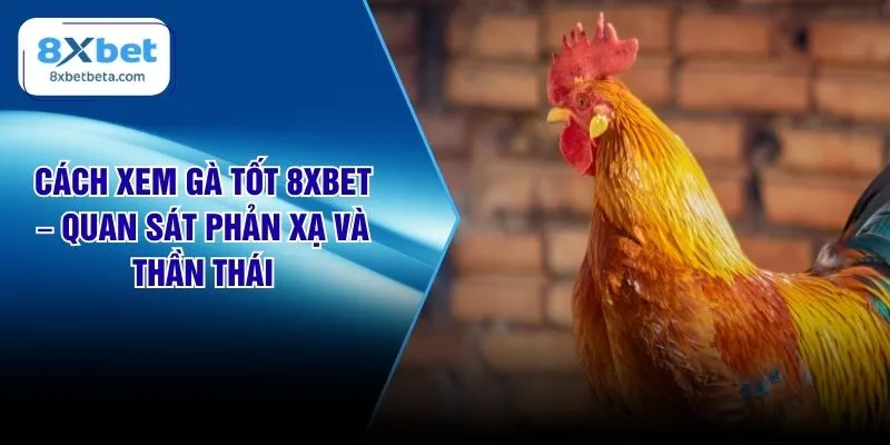 Cách Xem Gà Tốt 8XBET – Quan Sát Phản Xạ Và Thần Thái