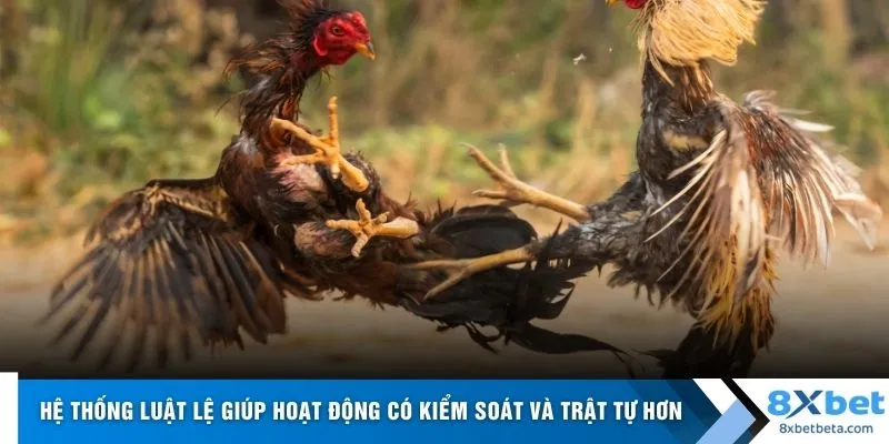 Hệ thống luật lệ giúp hoạt động có kiểm soát và trật tự hơn