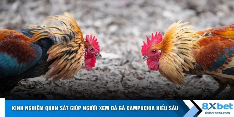 Kinh nghiệm quan sát giúp người xem đá gà Campuchia hiểu sâu